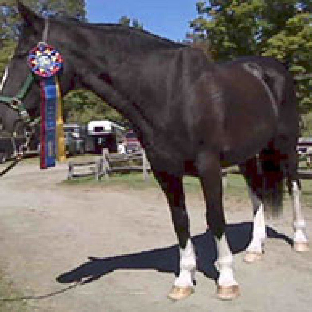 Chancellor and his winning ribbon