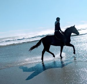 Fendler + student Hampton Beach, NH. Horse lease.