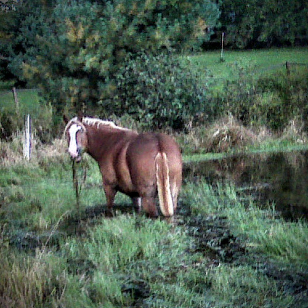 Graham grazing in the pond