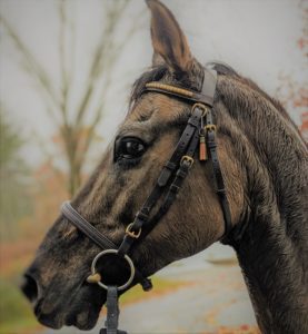 Schoolmaster lease: Fendler Oldenberg cross gelding. 15.2 h