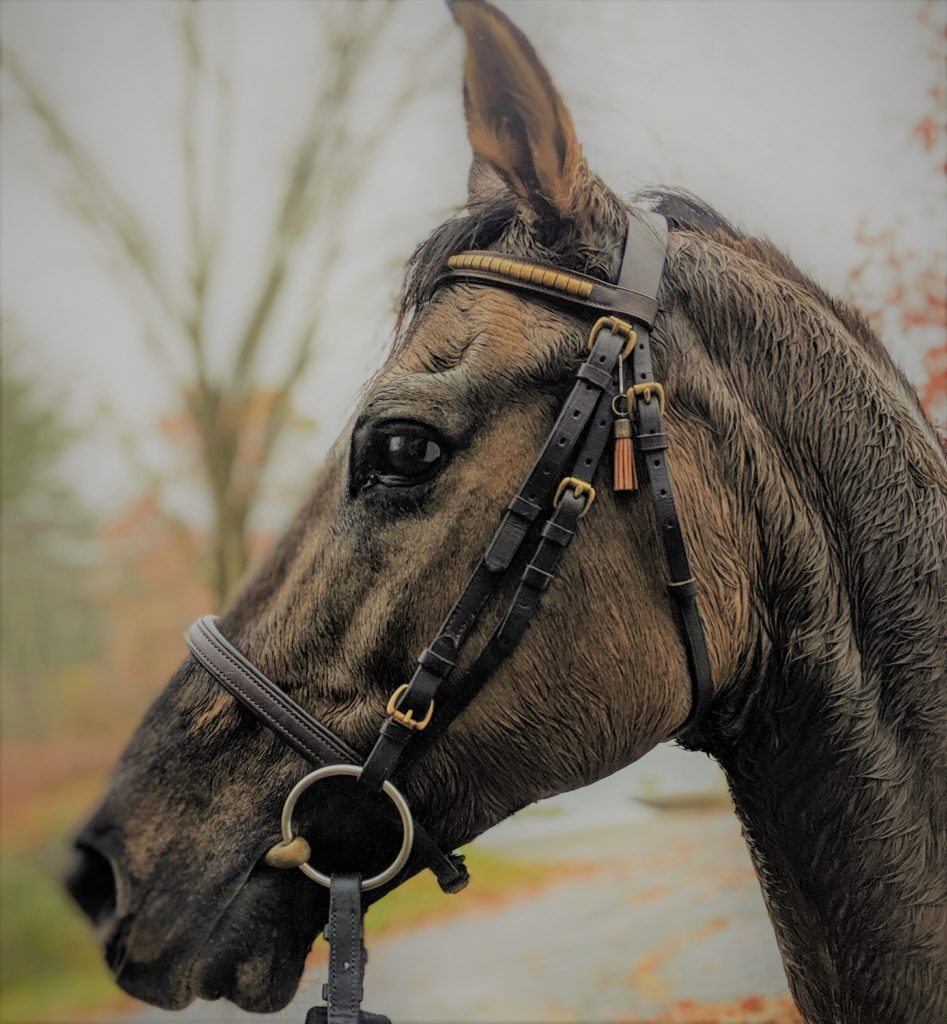 Ridig horse lease.- Fremont NH Fendler Oldenberg cross gelding