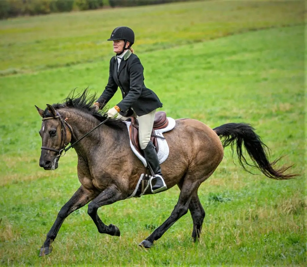 Horses for Lease NH North Road Farm