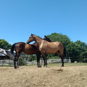 Horses for lease at North Road Farm, Fremont NH