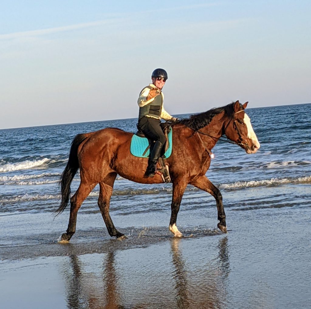 Chilli 16.1 h, Belgian paint TB mare. riding lesson trail beach pace fox hunt lease horse.
