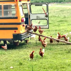 Chicken Bus action