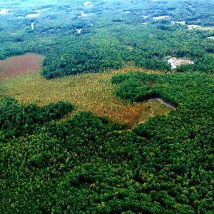 Spruce Swamp NH