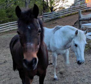 Lady & Titanium paddock