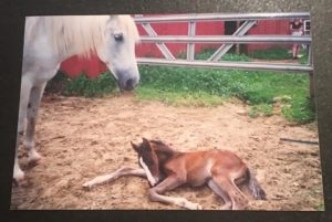 Baby Jackie, little foal. Could, mom looks on.