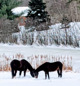 Jackie & Chance snow graze