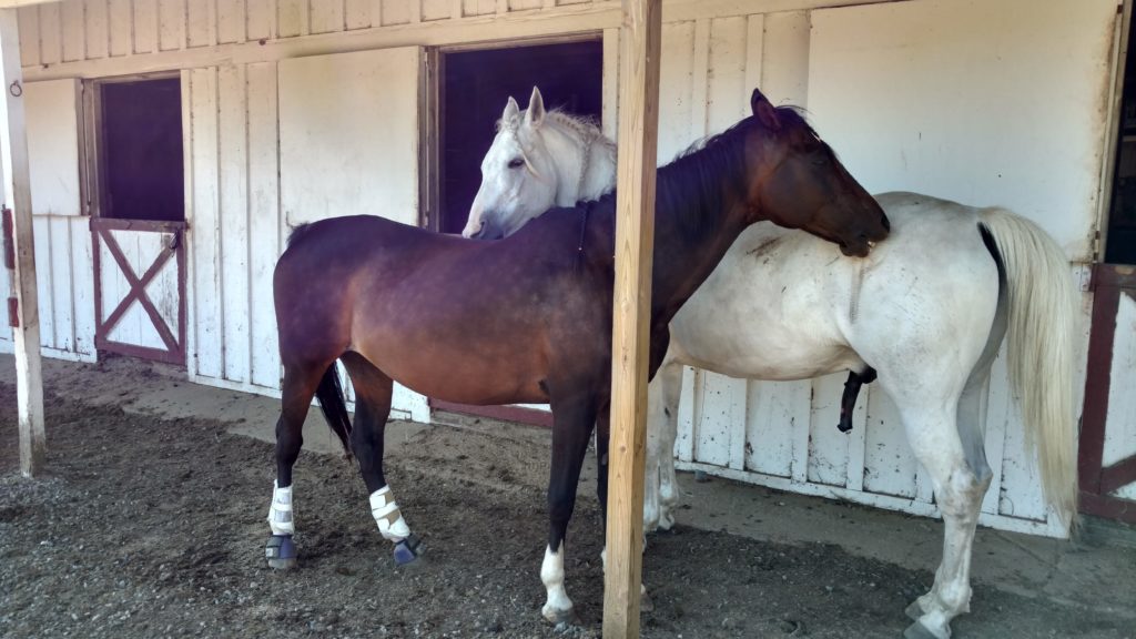 Jackie + JaFar, mutual grooming