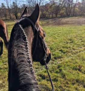 Jackie braided mane ONBH fox hunt