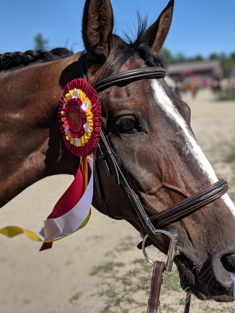 Ridig horse lease.- Fremont NH Jackie, 15 h Arab - TB mare.