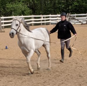 Learn how to drive at Horseback riding camp, Fremont, NH