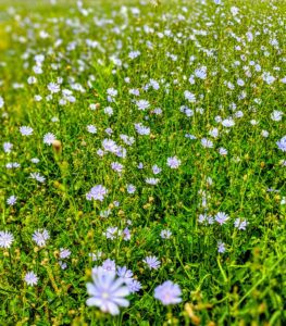 Blue Flower Meadow
