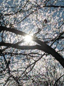 Tree Ice Sunshine
