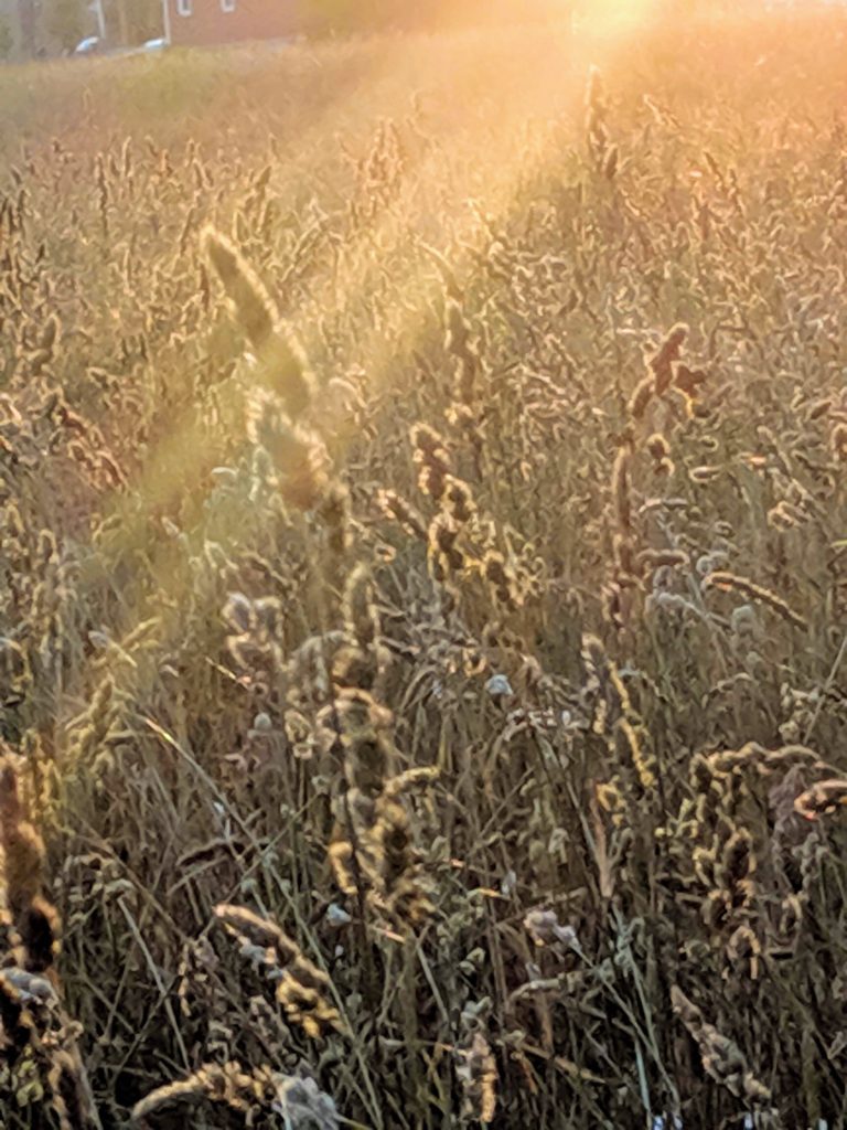 Meadow Sunset