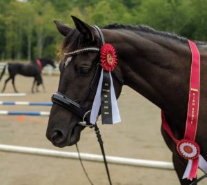 Karizma Trakehner Inspection