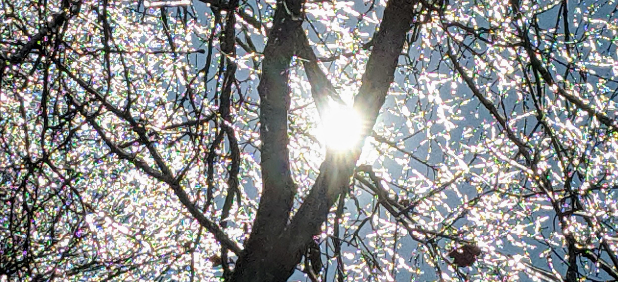 Tree Ice & Sunshine