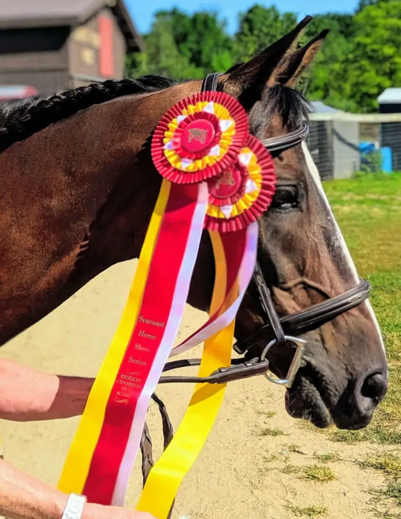 Horses for Lease. Jacke, Anglo Arab mare.