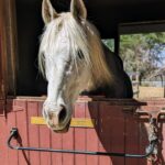 JaFar, Arab Morgan cross is a popular 1 hour riding lesson horse